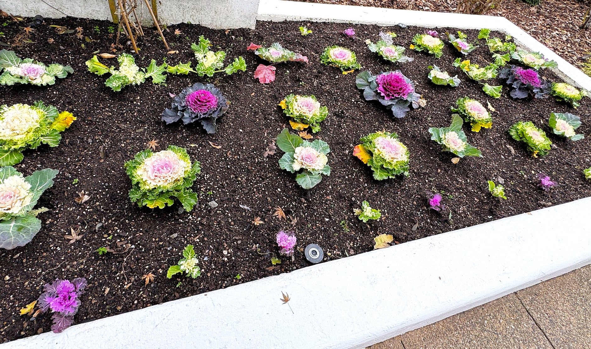Smooth Mix Ornamental Cabbage (Kale) - Image 8