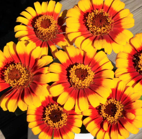 Sombrero Zinnia - Image 3
