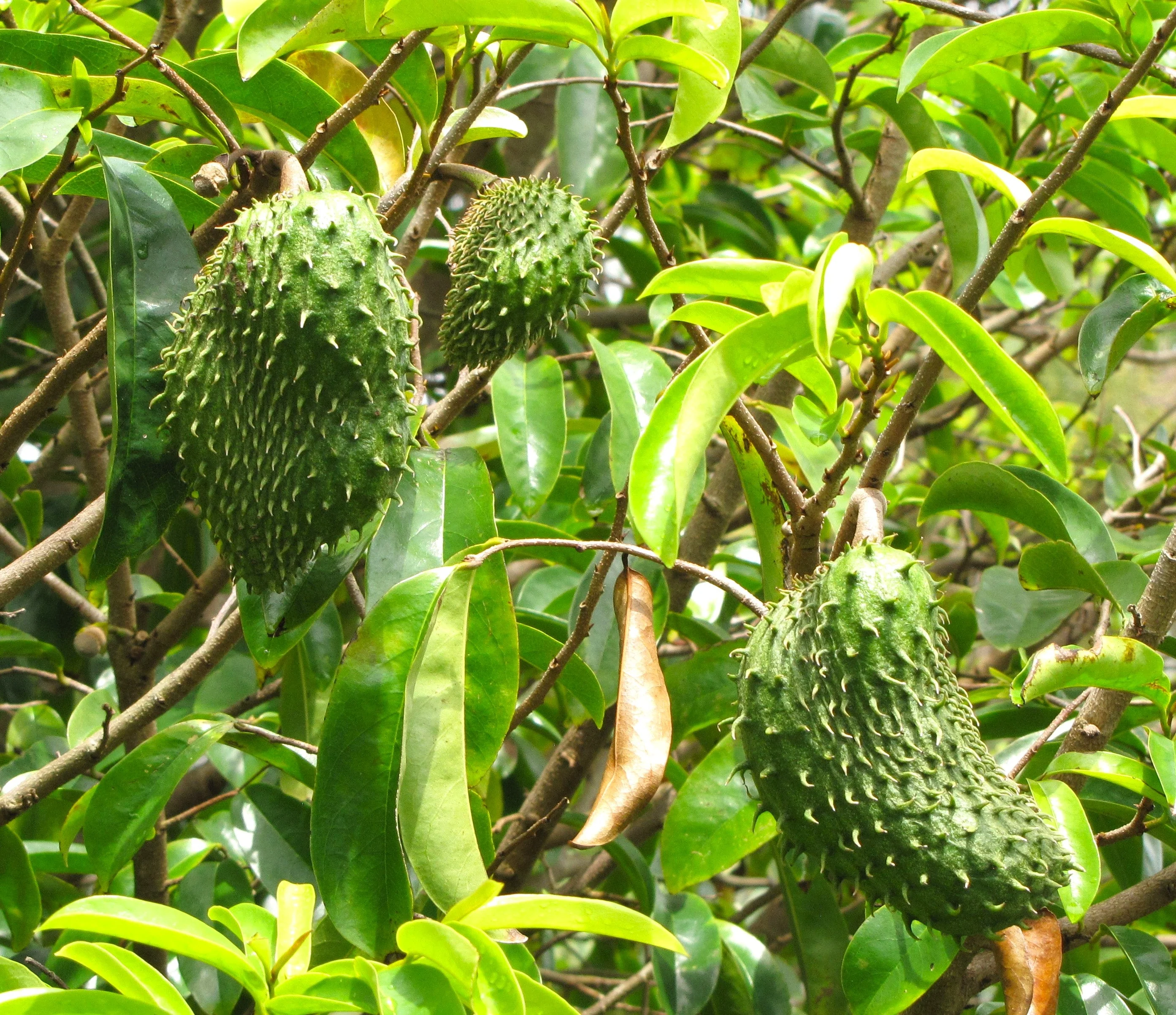 Soursop Tree - Image 2