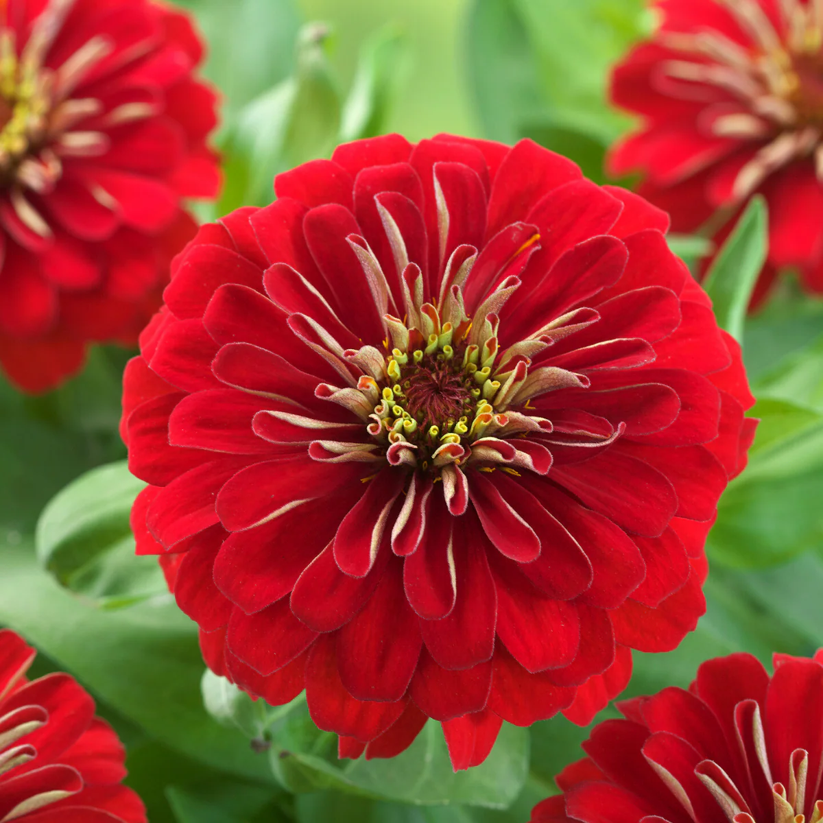 South of the Border Mix Zinnia - Image 3