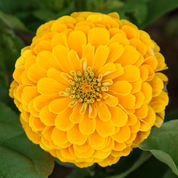 South of the Border Mix Zinnia - Image 4