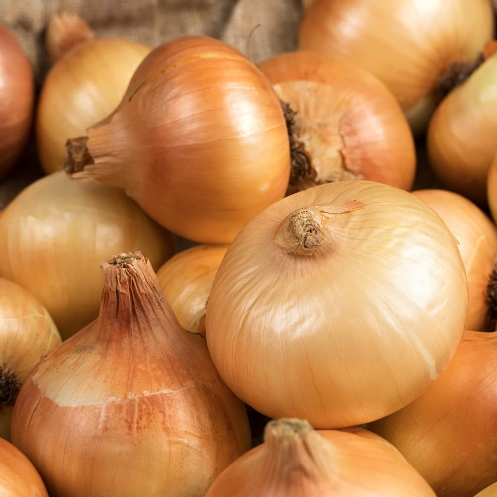 Spanish Globe Onion Sets (Bulbs) - Image 4