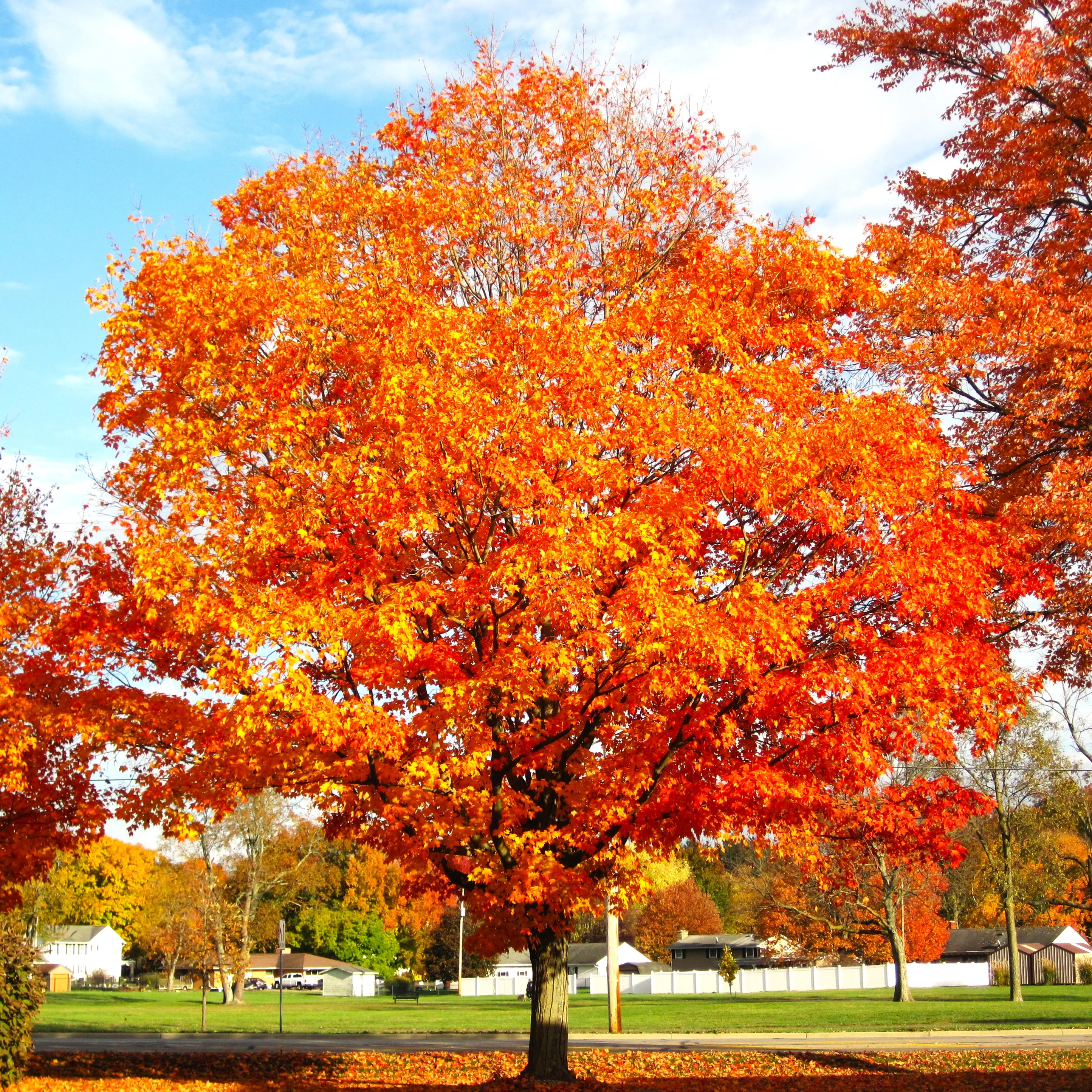 Sugar Maple Tree