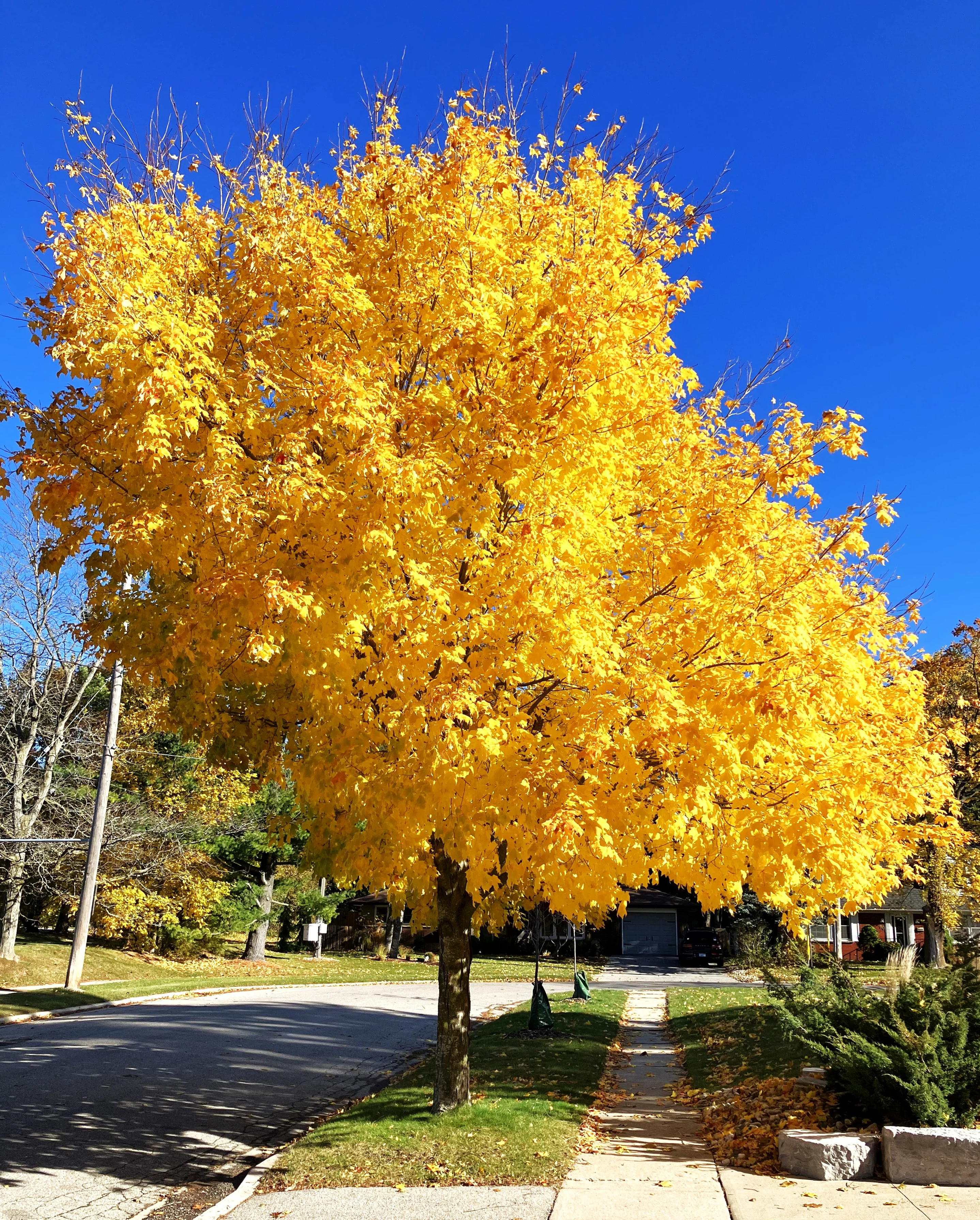 Sugar Maple Tree - Image 5