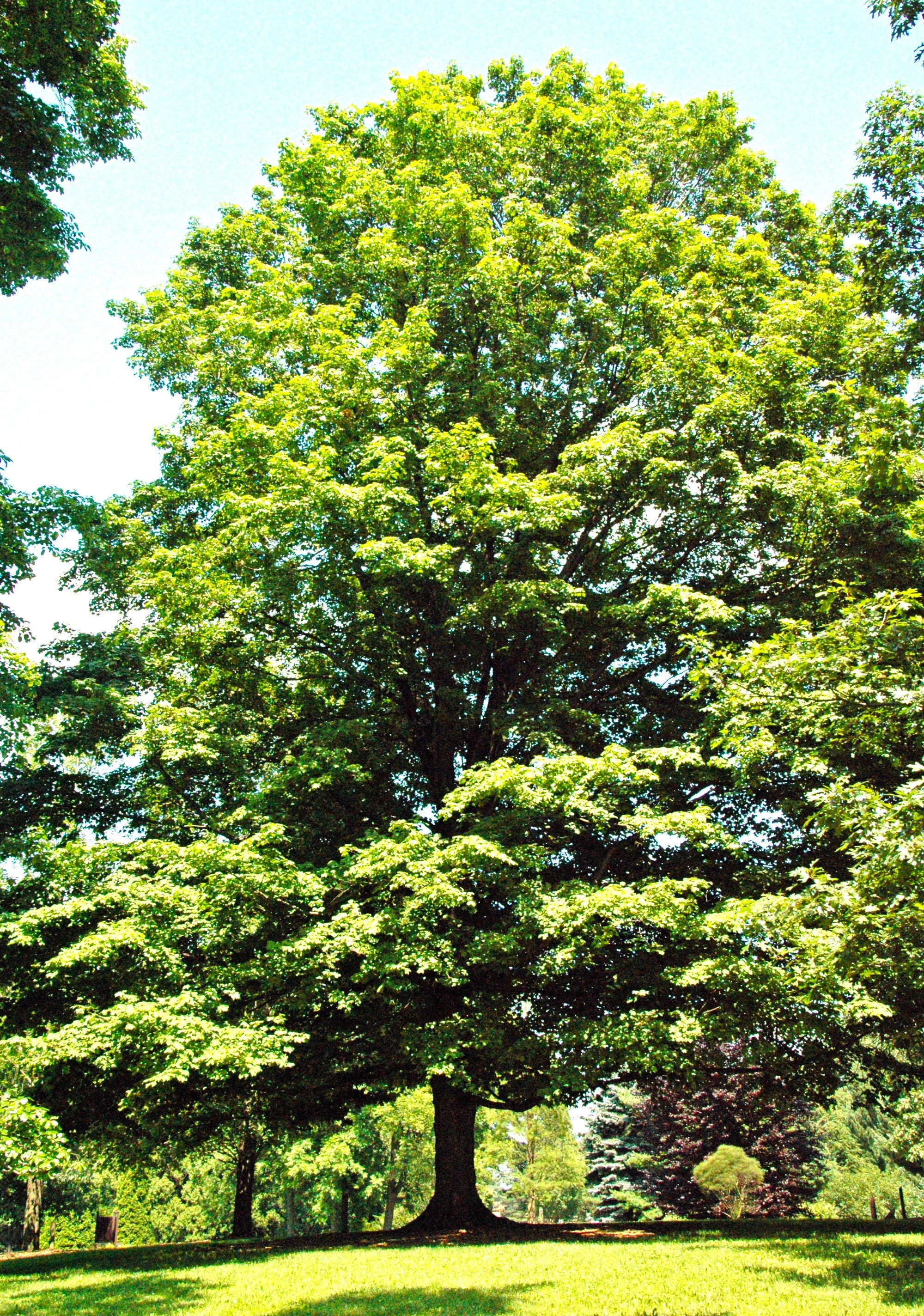 Sugar Maple Tree - Image 6
