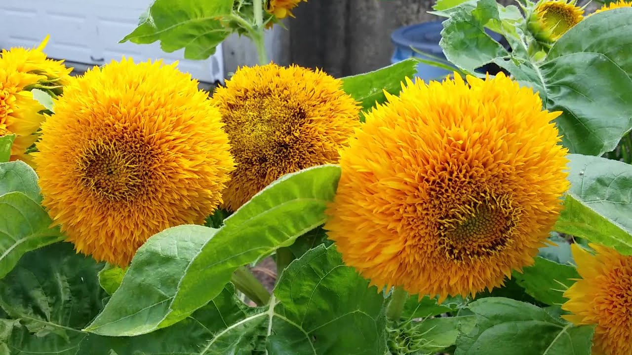 Tall Teddy Bear Sunflower - Image 4