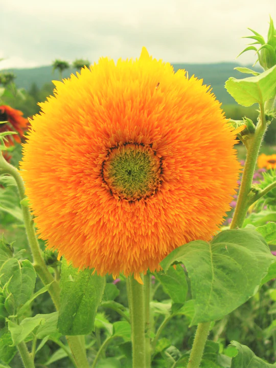 Tall Teddy Bear Sunflower - Image 5