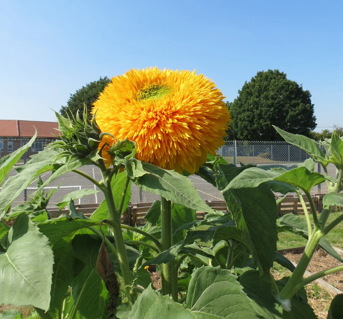 Tall Teddy Bear Sunflower - Image 8