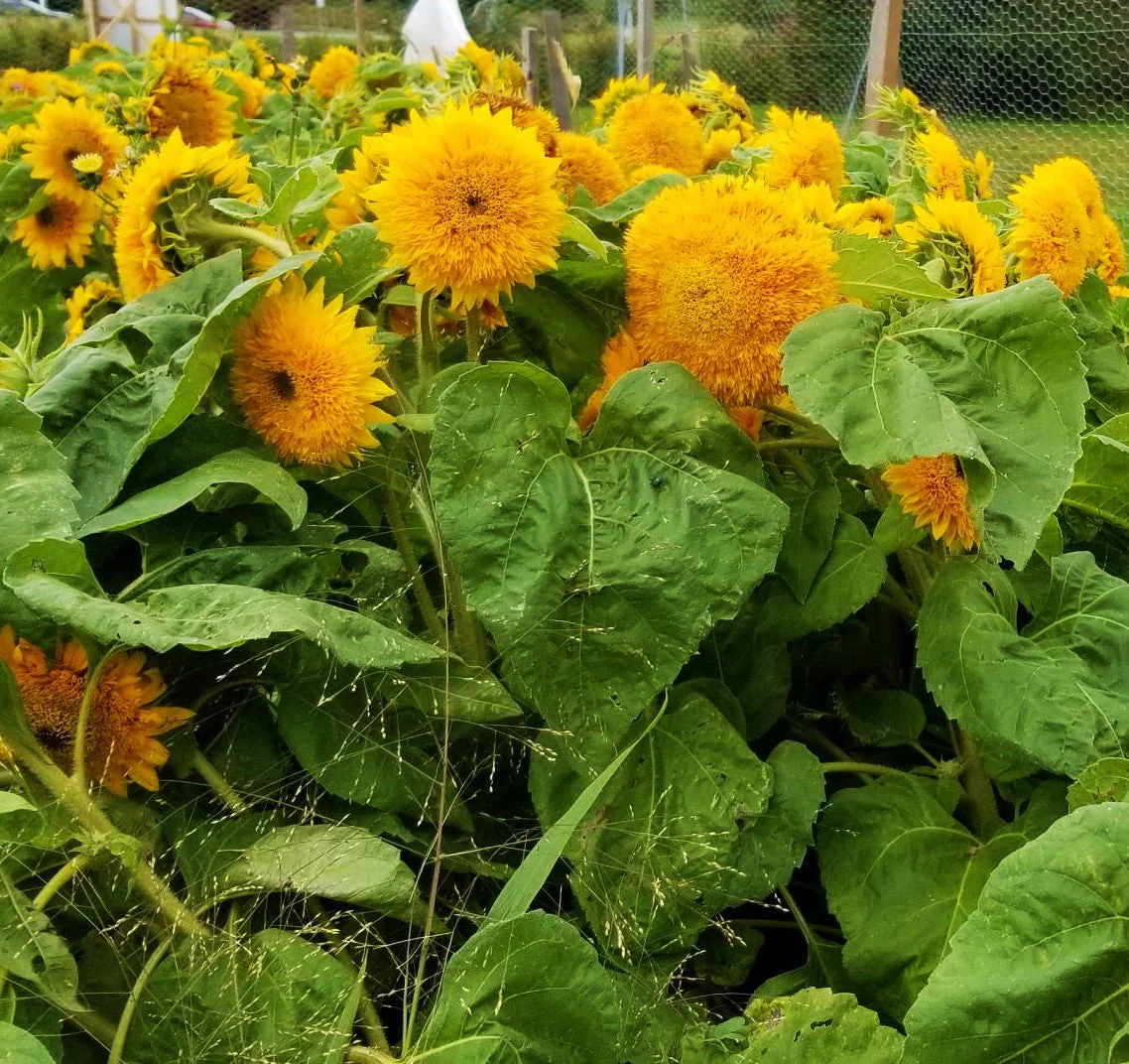 Tall Teddy Bear Sunflower - Image 9