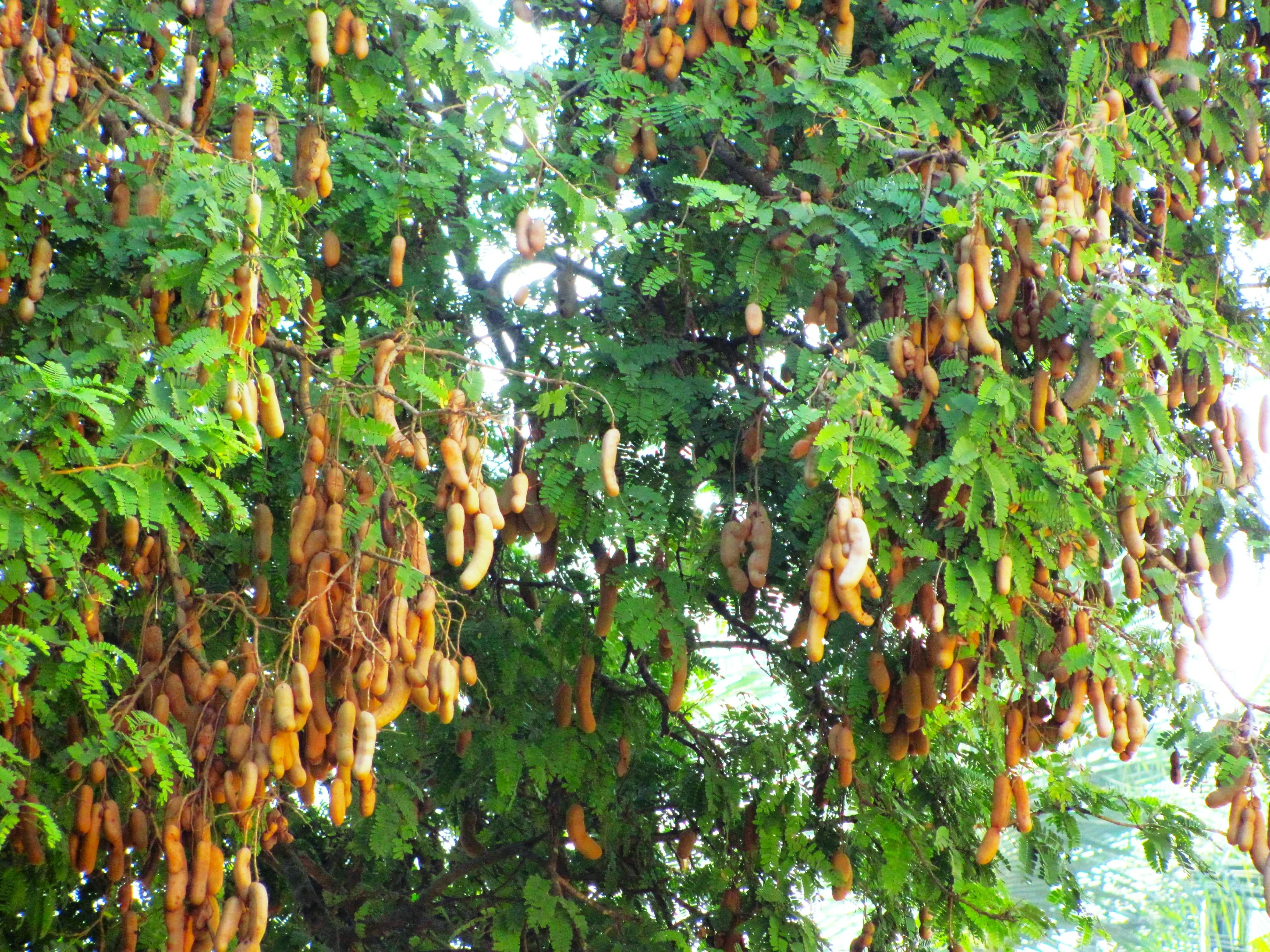 Tamarind Tree - Image 2