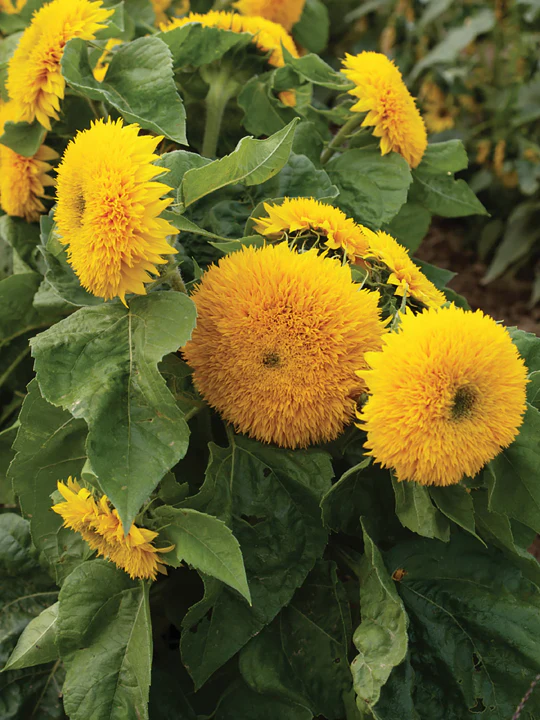Teddy Bear Sunflower - Image 4