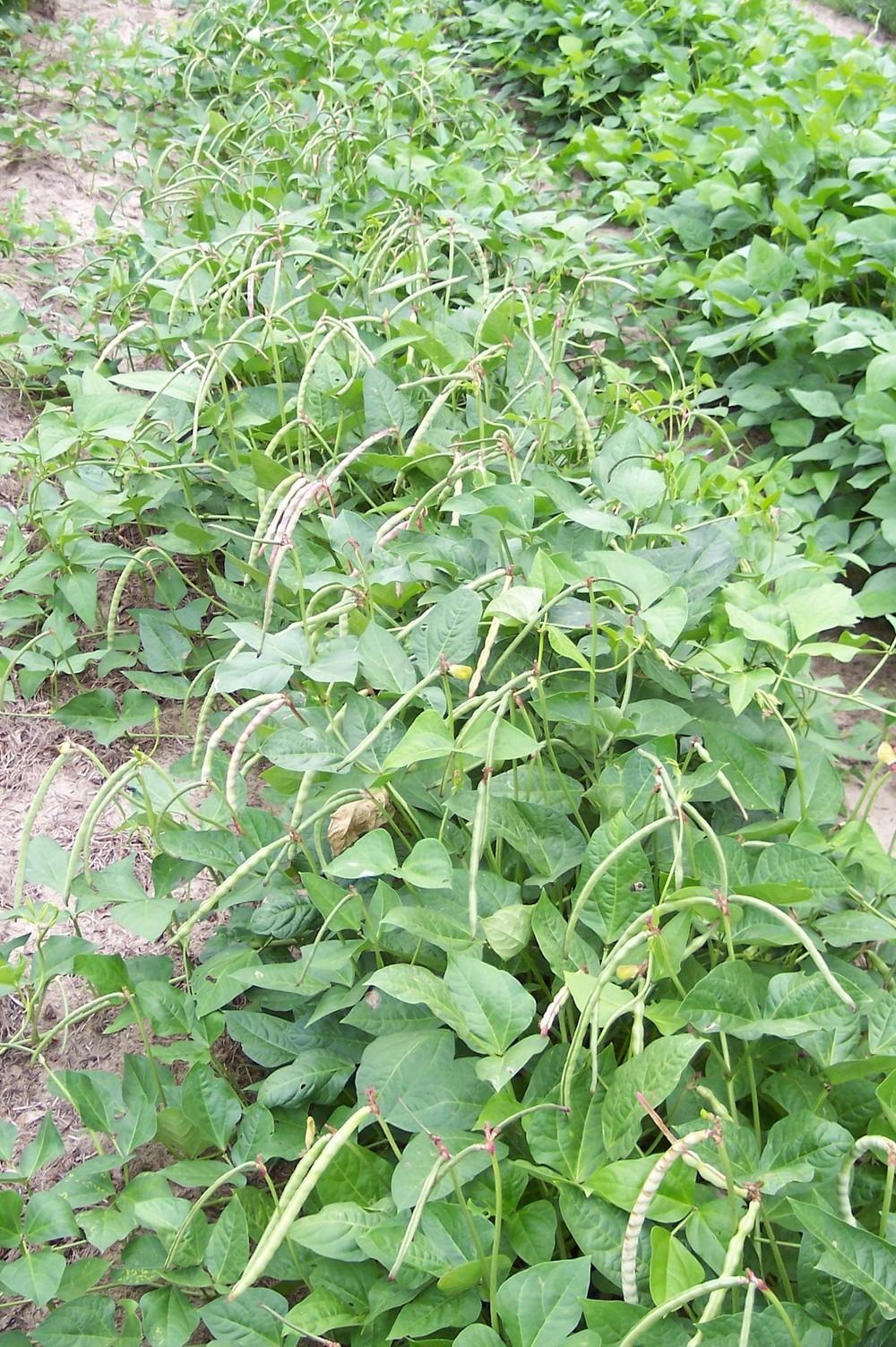 Texas Cream 40 Pea - Image 2
