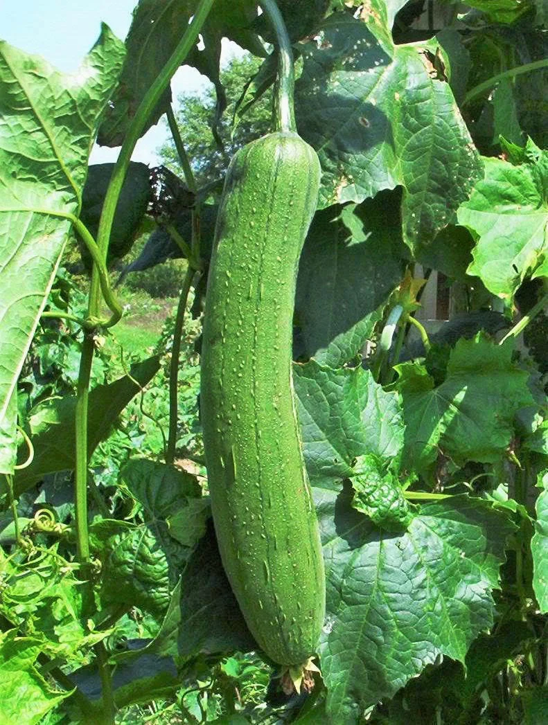 Tri Leaf Smooth Luffa Gourd - Image 2