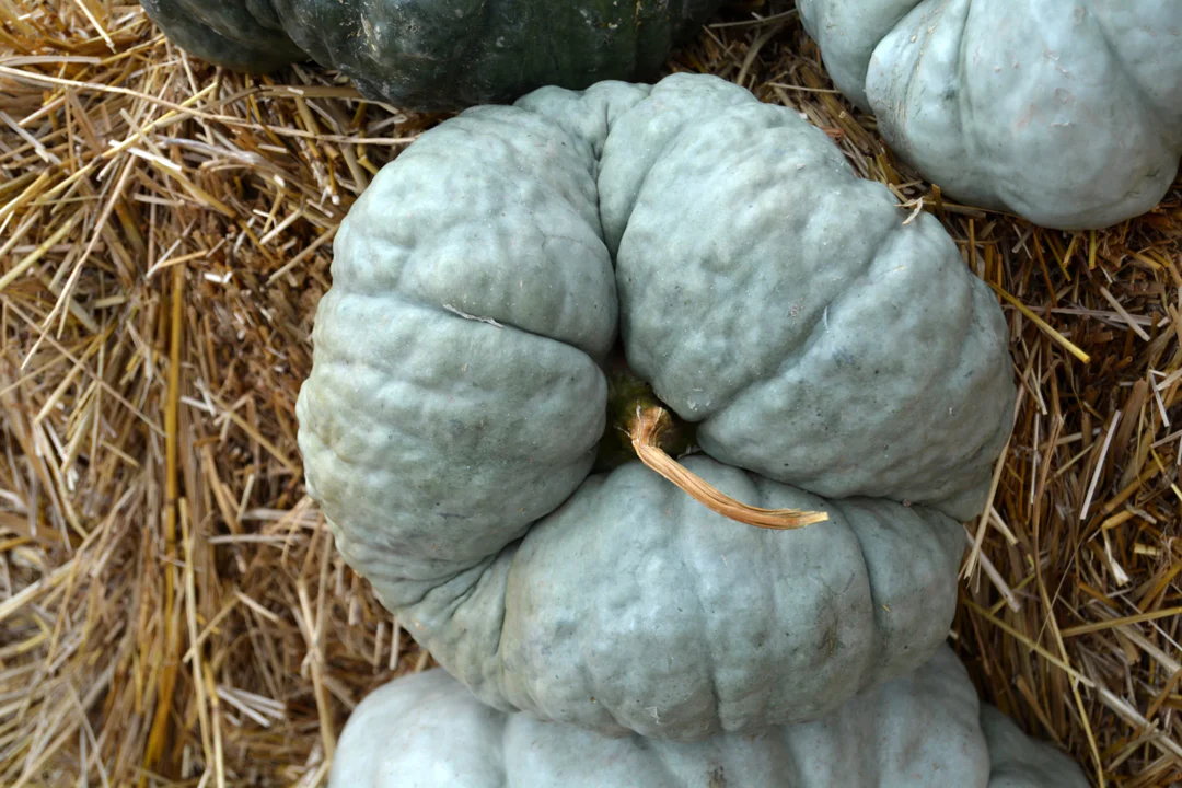 Triamble Blue Pumpkin - Image 4