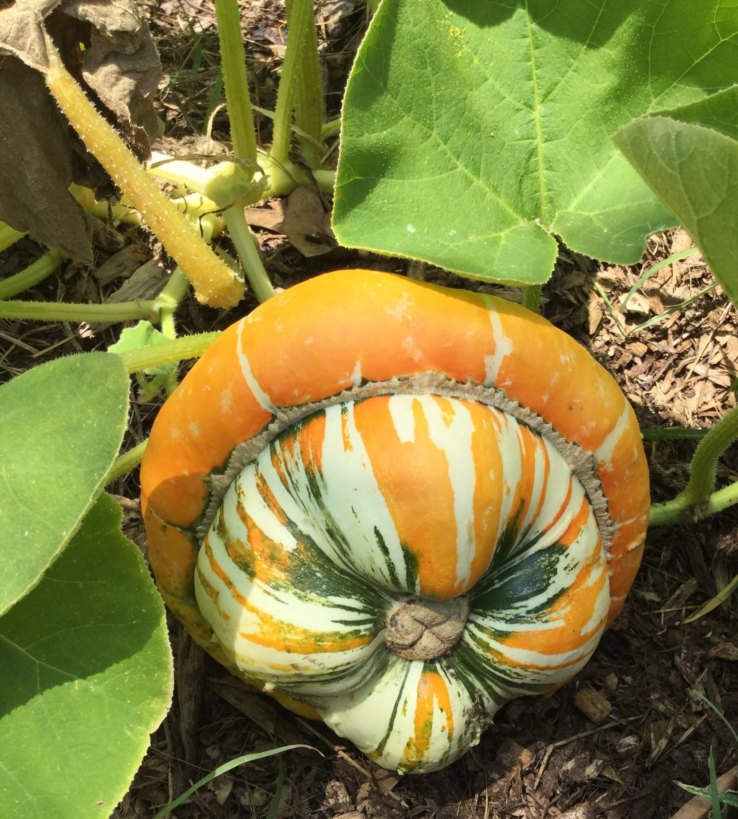 Turk's Turban Pumpkin - Image 3