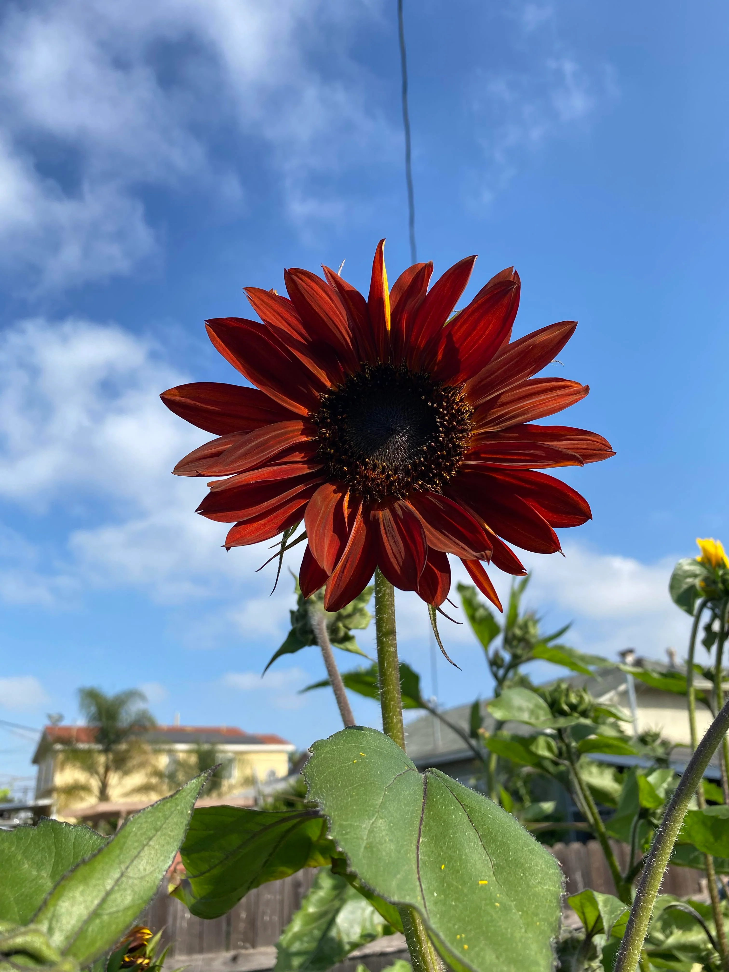 Velvet Queen Sunflower - Image 3