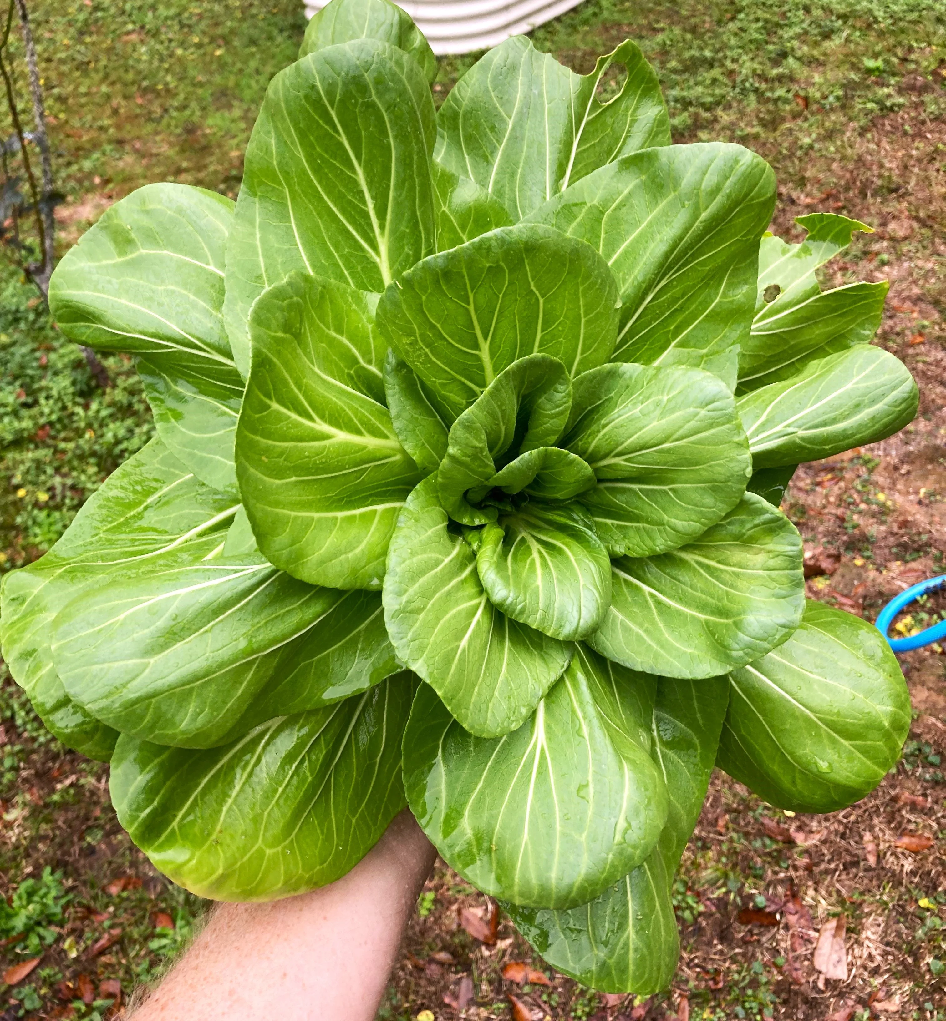 Wa Wa Qing Bok Choy - Image 6