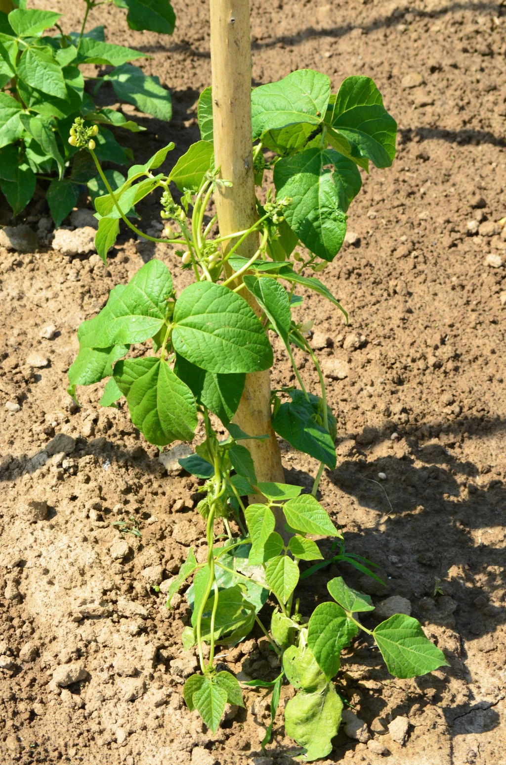 White Half Runner Bean (Pole) - Image 2