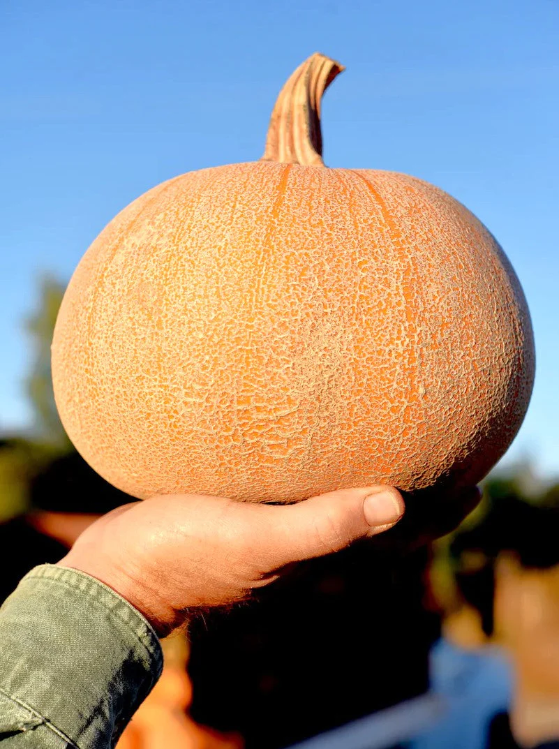 Winter Luxury Pie Pumpkin - Image 5