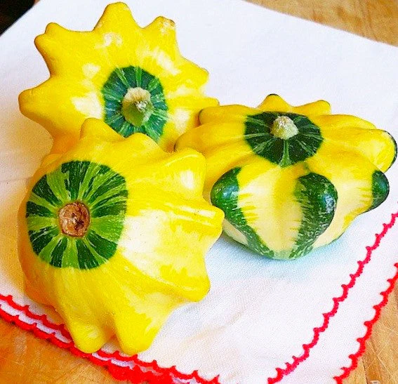 Yellow and Green Bicolor Patty Pan (Bush Scallop Squash) - Image 3