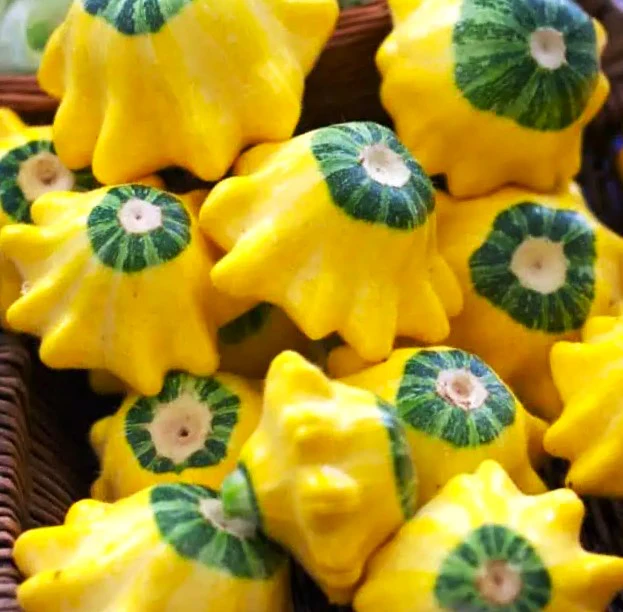 Yellow and Green Bicolor Patty Pan (Bush Scallop Squash) - Image 6