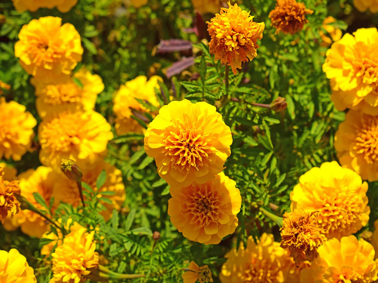 Yellow Brocade French Marigold - Image 5