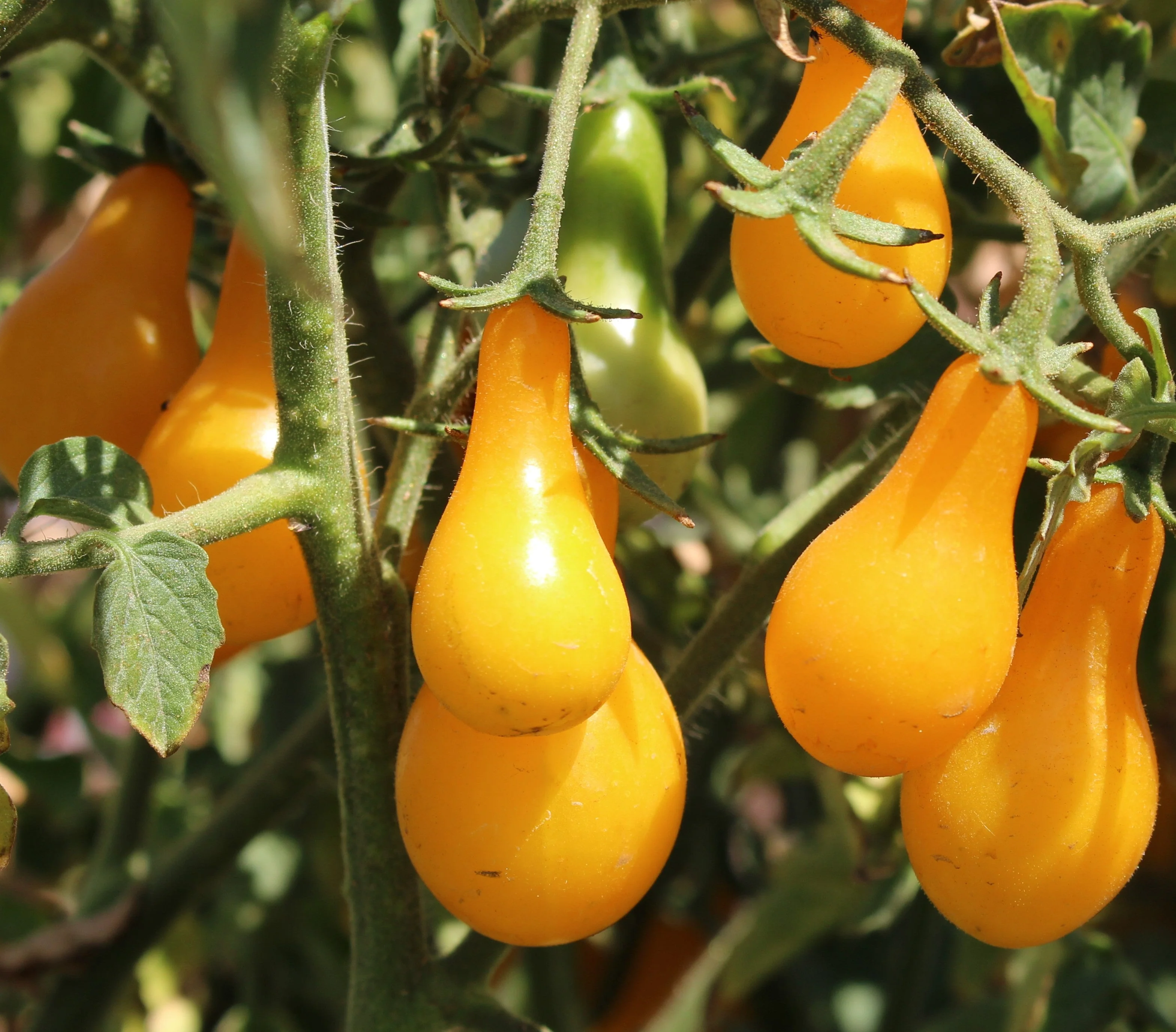 Yellow Pear Tomato - Image 15
