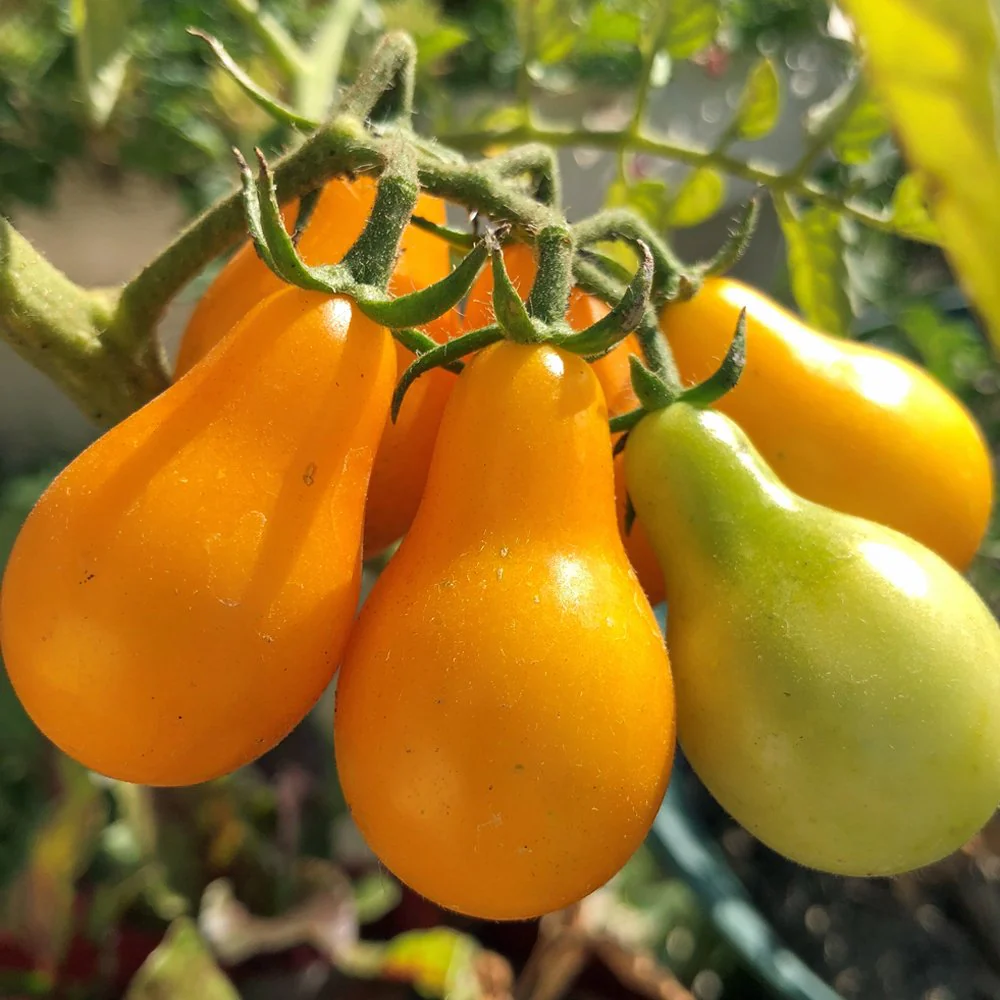 Yellow Pear Tomato - Image 16
