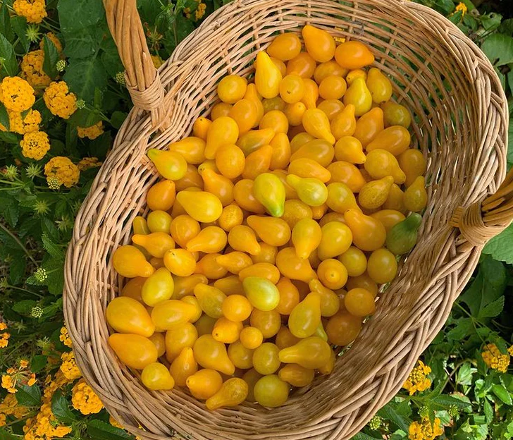 Yellow Pear Tomato - Image 3